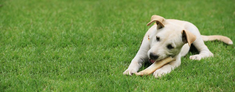 How to Train a Puppy to Chew a Bone